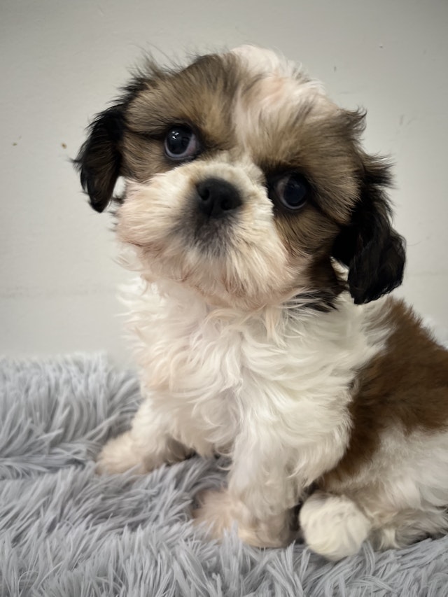 イヌ - 磐田店 | ペッツワン